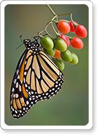 Monarch on Berries
